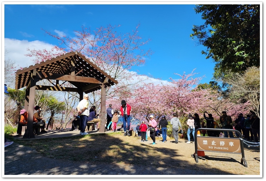 高雄桃源區《寶山二集團櫻花公園》2024櫻花季─粉色河津櫻有