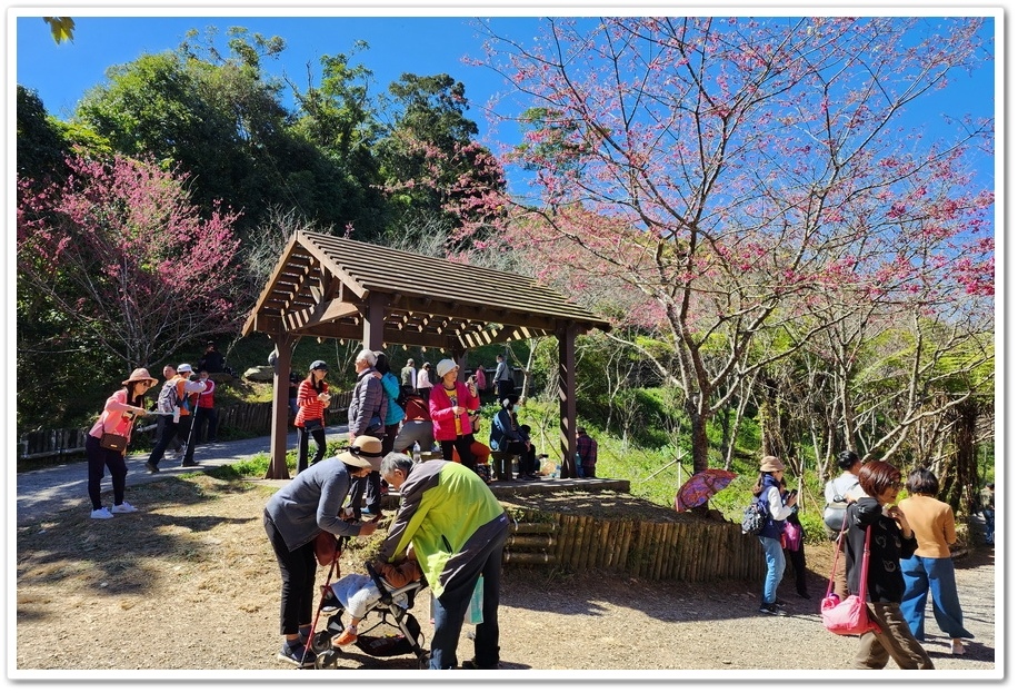 高雄桃源區《寶山二集團櫻花公園》2024櫻花季─粉色河津櫻有