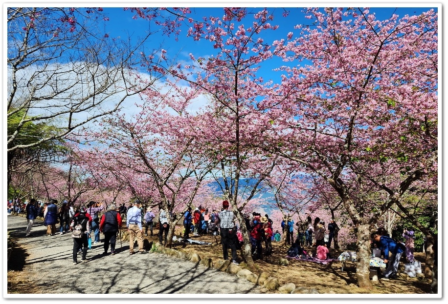 高雄桃源區《寶山二集團櫻花公園》2024櫻花季─粉色河津櫻有