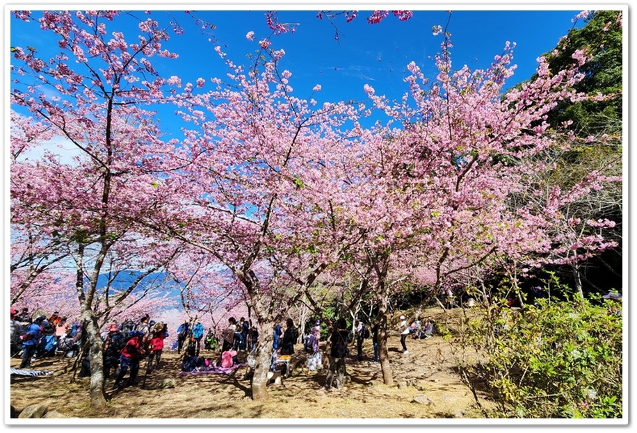 高雄桃源區《寶山二集團櫻花公園》2024櫻花季─粉色河津櫻有