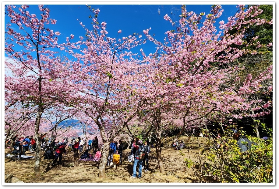 高雄桃源區《寶山二集團櫻花公園》2024櫻花季─粉色河津櫻有