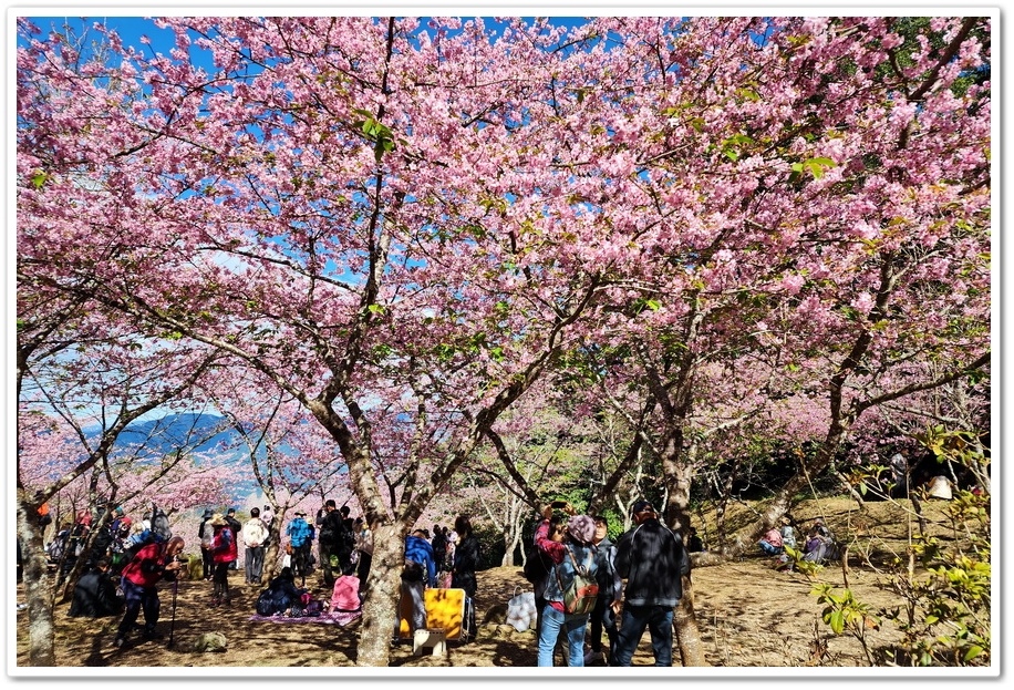 高雄桃源區《寶山二集團櫻花公園》2024櫻花季─粉色河津櫻有