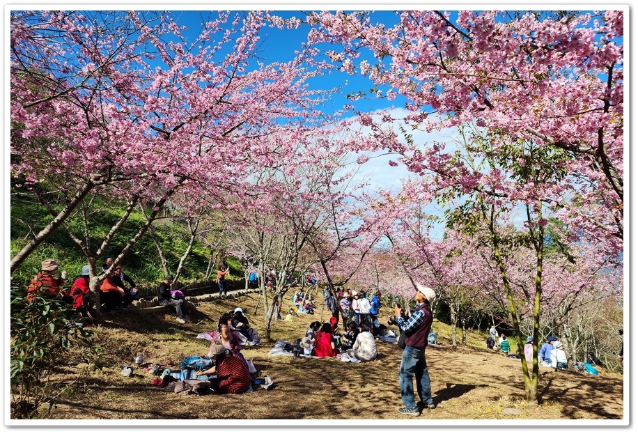高雄桃源區《寶山二集團櫻花公園》2024櫻花季─粉色河津櫻有