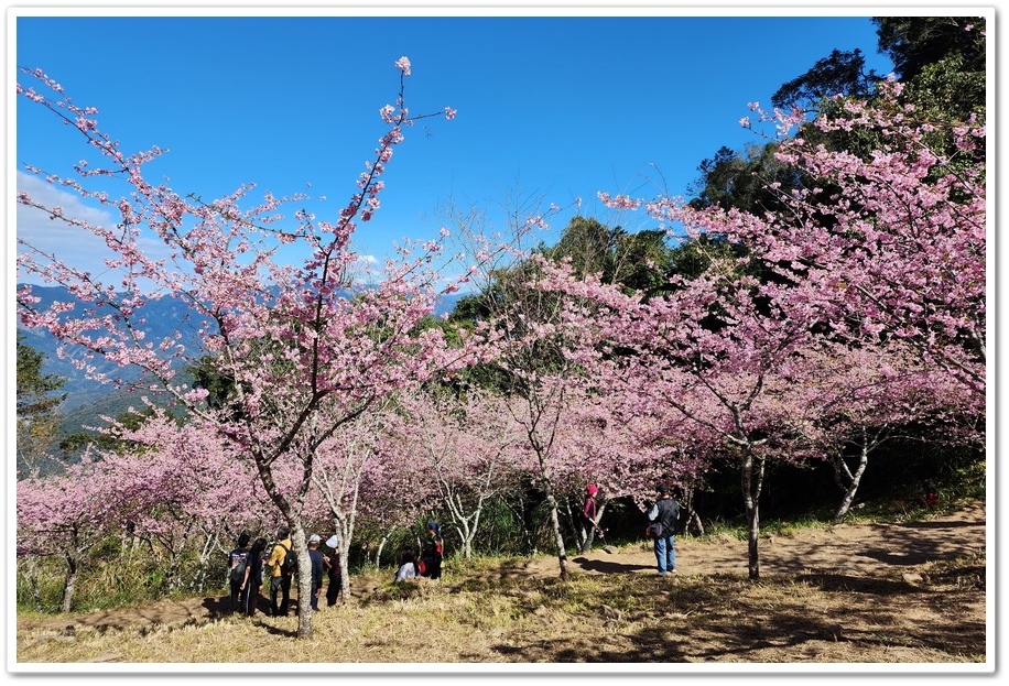 高雄桃源區《寶山二集團櫻花公園》2024櫻花季─粉色河津櫻有