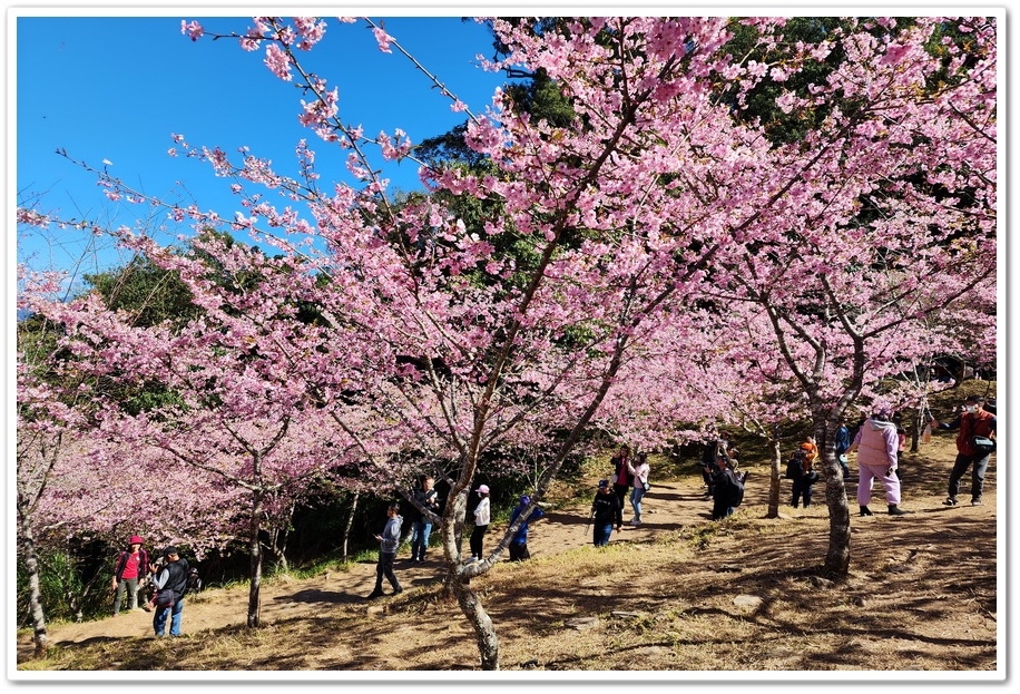 高雄桃源區《寶山二集團櫻花公園》2024櫻花季─粉色河津櫻有