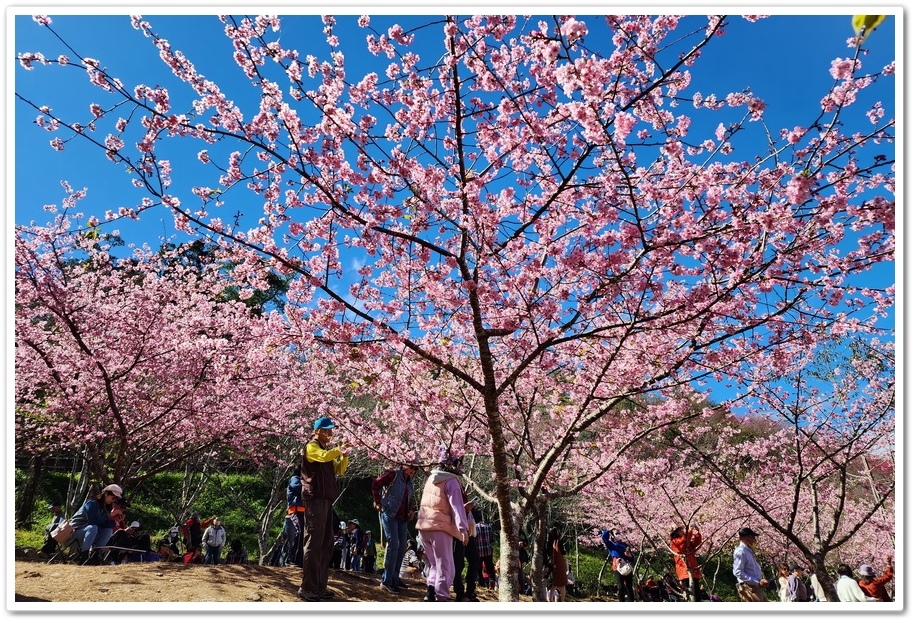 高雄桃源區《寶山二集團櫻花公園》2024櫻花季─粉色河津櫻有