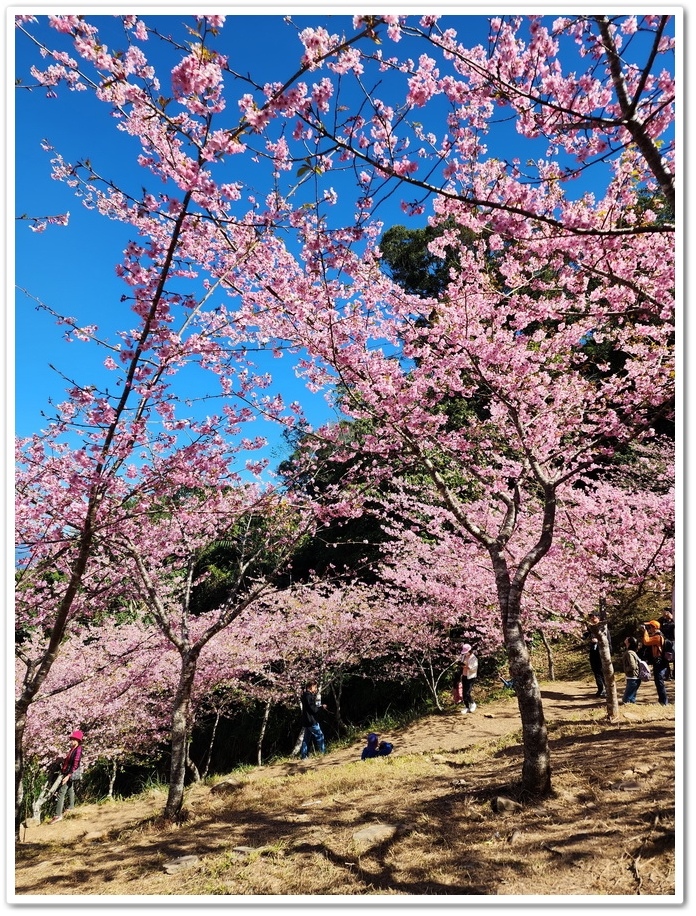 高雄桃源區《寶山二集團櫻花公園》2024櫻花季─粉色河津櫻有