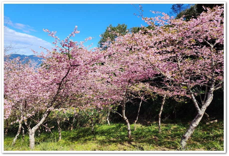 高雄桃源區《寶山二集團櫻花公園》2024櫻花季─粉色河津櫻有