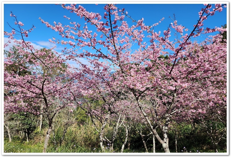 高雄桃源區《寶山二集團櫻花公園》2024櫻花季─粉色河津櫻有