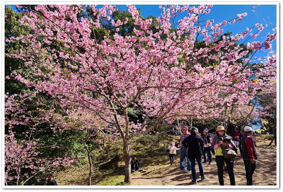 高雄桃源區《寶山二集團櫻花公園》2024櫻花季─粉色河津櫻有