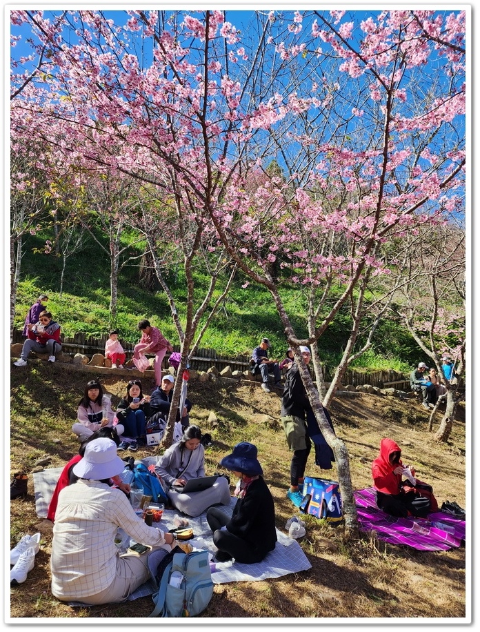 高雄桃源區《寶山二集團櫻花公園》2024櫻花季─粉色河津櫻有