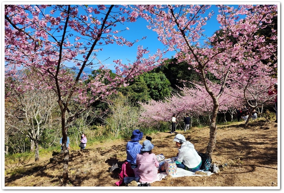 高雄桃源區《寶山二集團櫻花公園》2024櫻花季─粉色河津櫻有