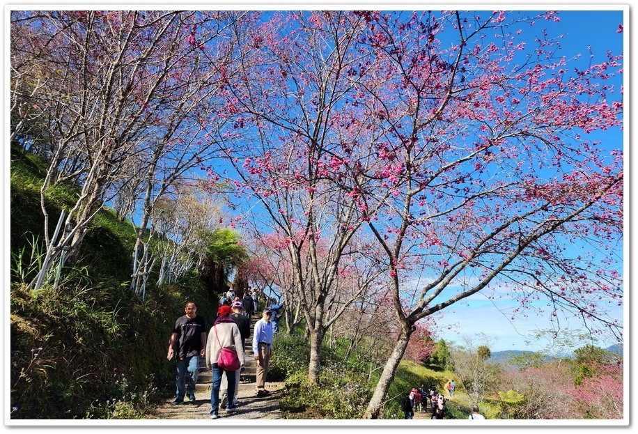 高雄桃源區《寶山二集團櫻花公園》2024櫻花季─粉色河津櫻有