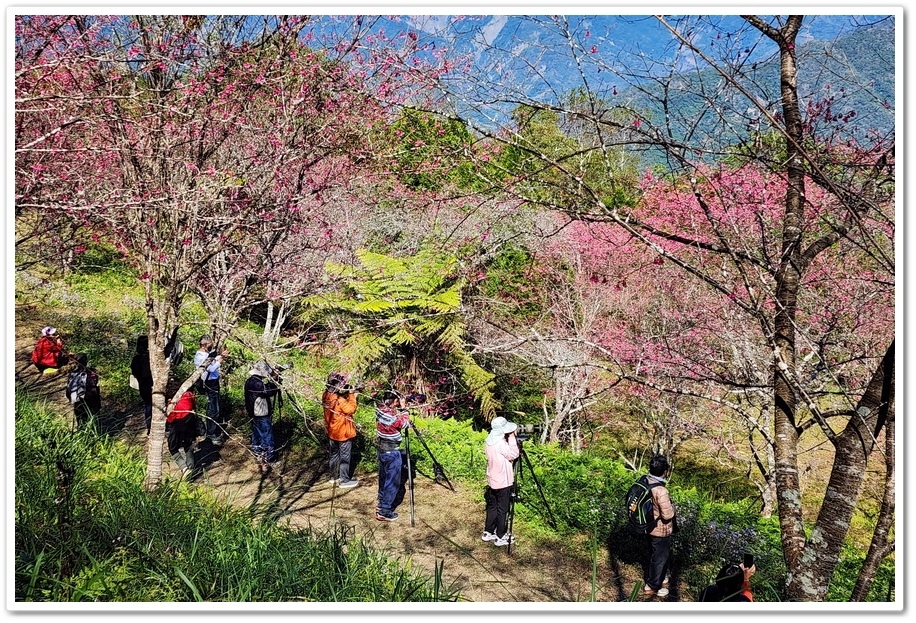 高雄桃源區《寶山二集團櫻花公園》2024櫻花季─粉色河津櫻有