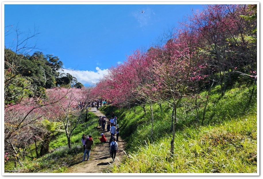 高雄桃源區《寶山二集團櫻花公園》2024櫻花季─粉色河津櫻有