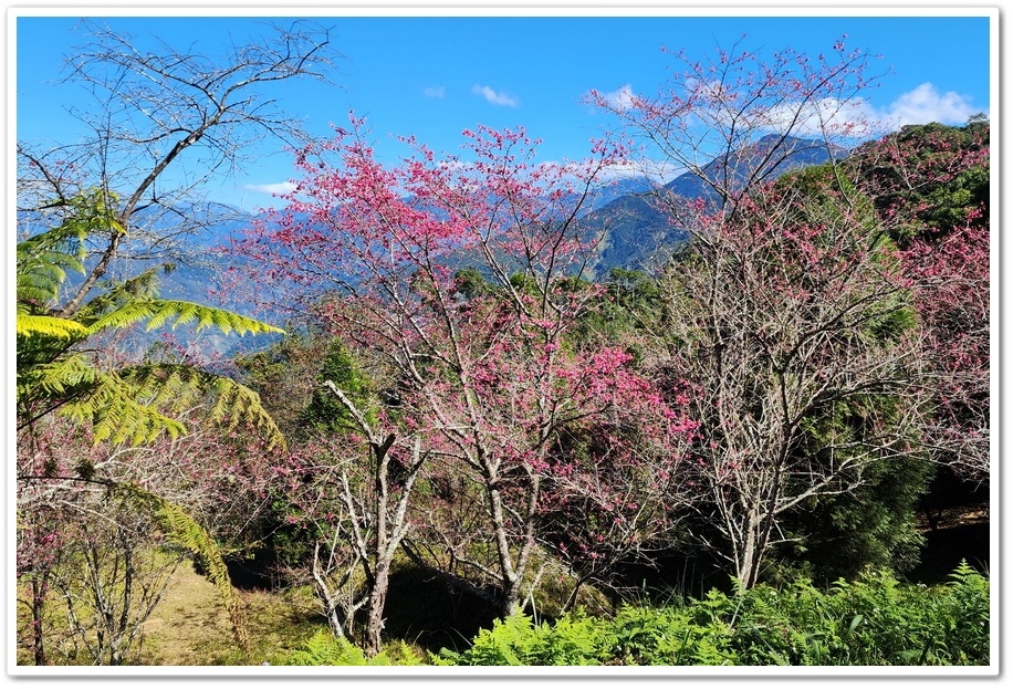 高雄桃源區《寶山二集團櫻花公園》2024櫻花季─粉色河津櫻有