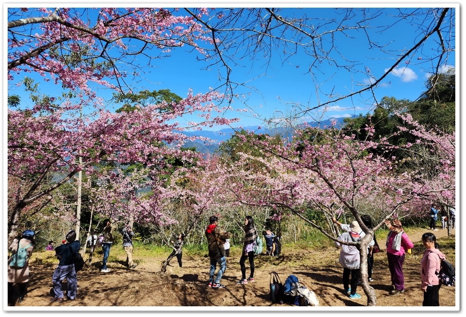 高雄桃源區《寶山二集團櫻花公園》2024櫻花季─粉色河津櫻有