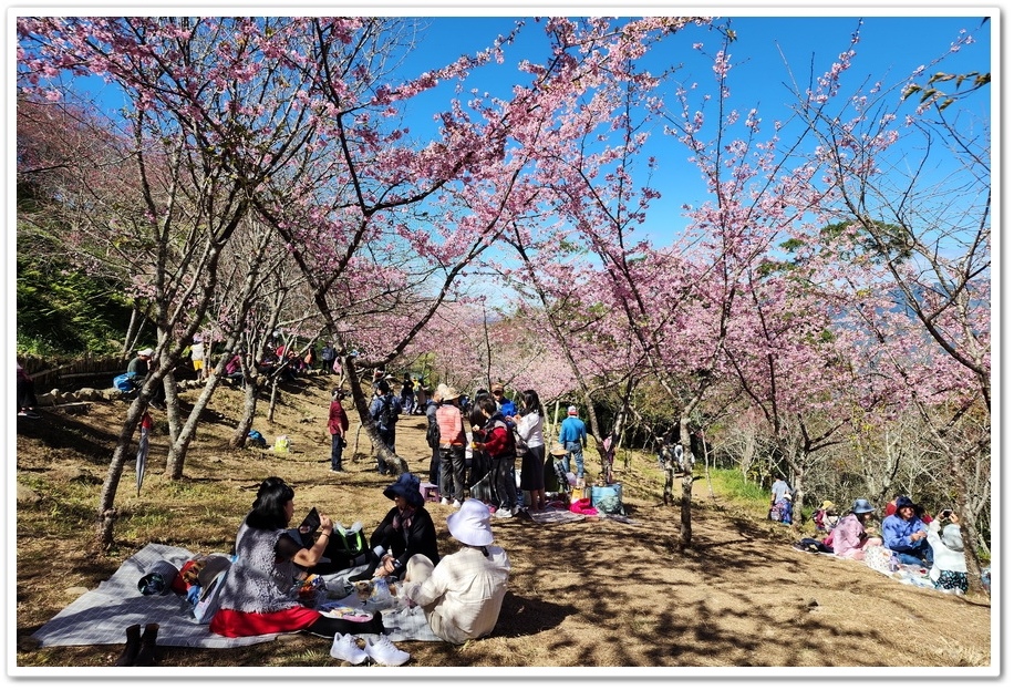 高雄桃源區《寶山二集團櫻花公園》2024櫻花季─粉色河津櫻有