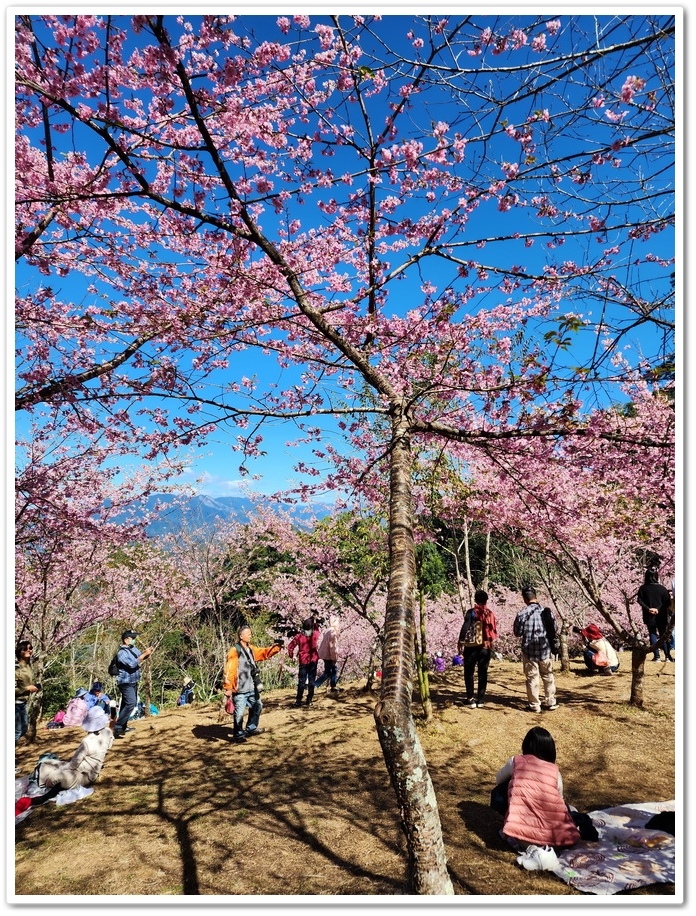 高雄桃源區《寶山二集團櫻花公園》2024櫻花季─粉色河津櫻有