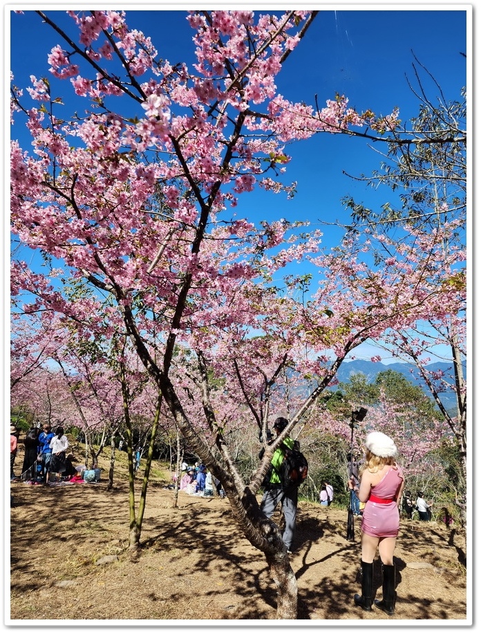 高雄桃源區《寶山二集團櫻花公園》2024櫻花季─粉色河津櫻有
