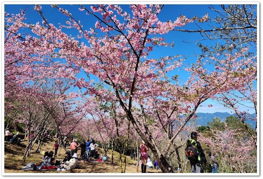 高雄桃源區《寶山二集團櫻花公園》2024櫻花季─粉色河津櫻有