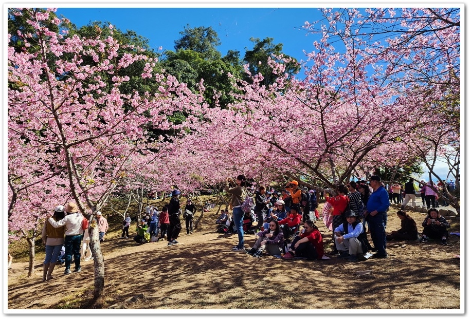 高雄桃源區《寶山二集團櫻花公園》2024櫻花季─粉色河津櫻有