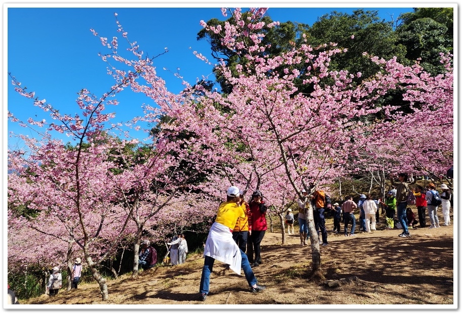 高雄桃源區《寶山二集團櫻花公園》2024櫻花季─粉色河津櫻有