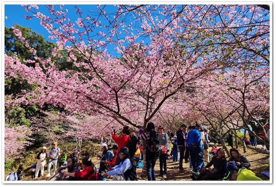 高雄桃源區《寶山二集團櫻花公園》2024櫻花季─粉色河津櫻有