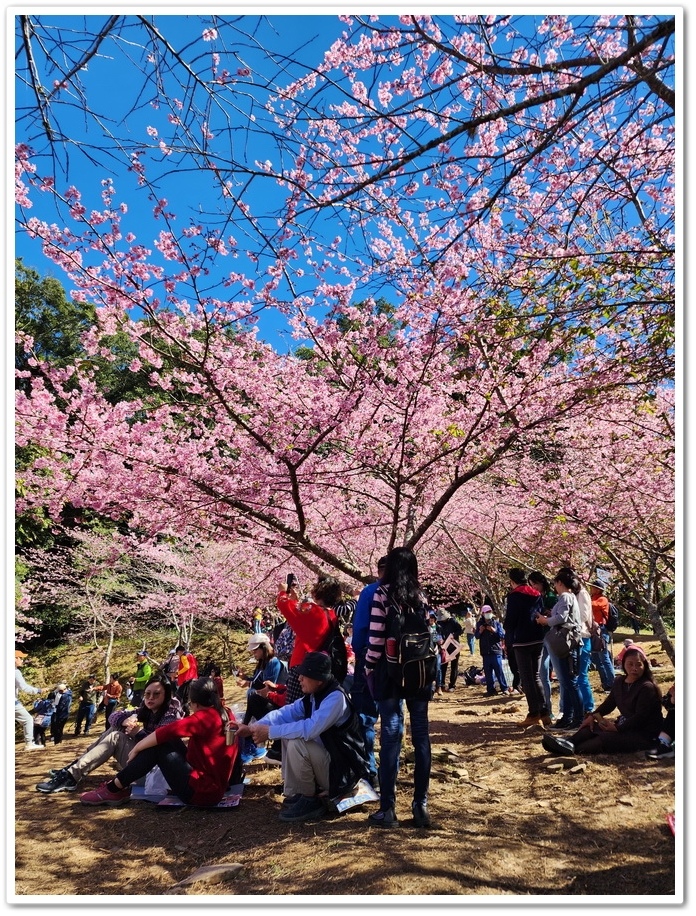 高雄桃源區《寶山二集團櫻花公園》2024櫻花季─粉色河津櫻有