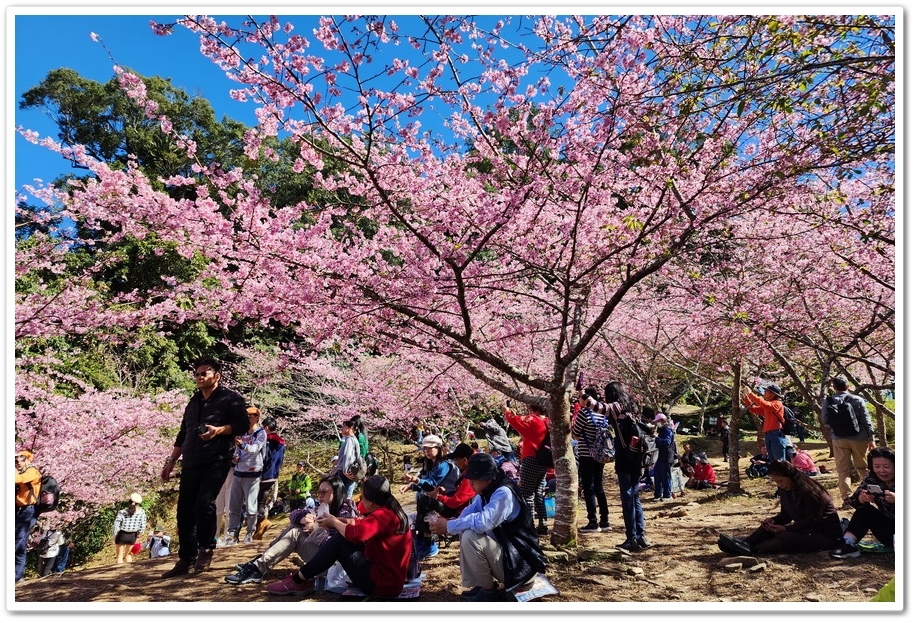 高雄桃源區《寶山二集團櫻花公園》2024櫻花季─粉色河津櫻有