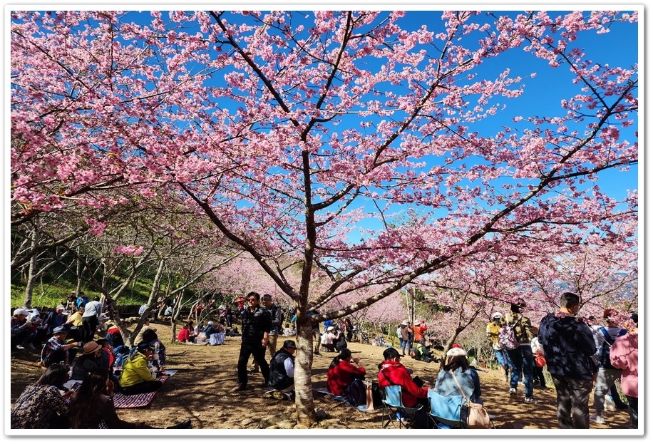 高雄桃源區《寶山二集團櫻花公園》2024櫻花季─粉色河津櫻有