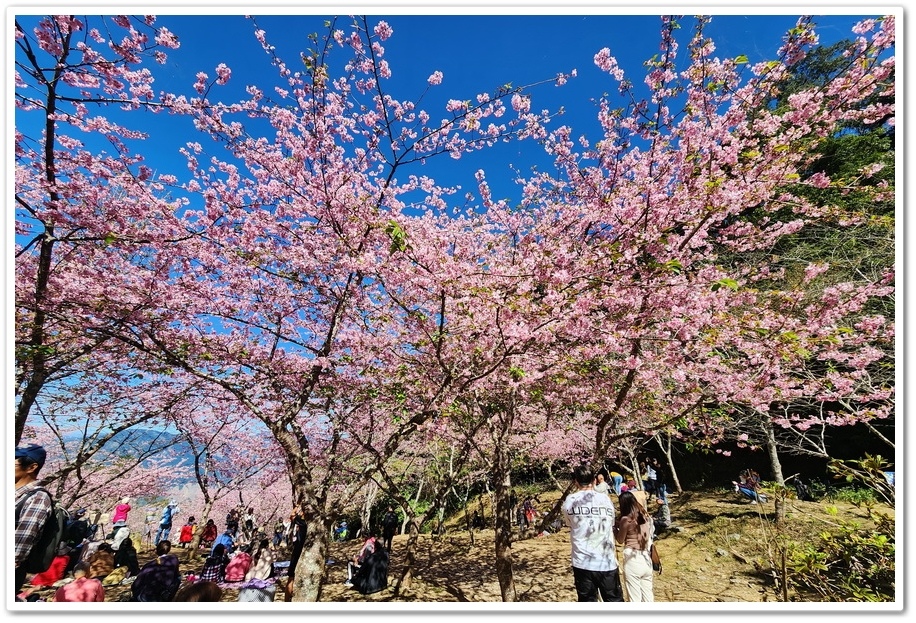 高雄桃源區《寶山二集團櫻花公園》2024櫻花季─粉色河津櫻有