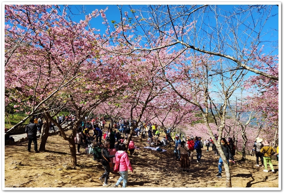 高雄桃源區《寶山二集團櫻花公園》2024櫻花季─粉色河津櫻有