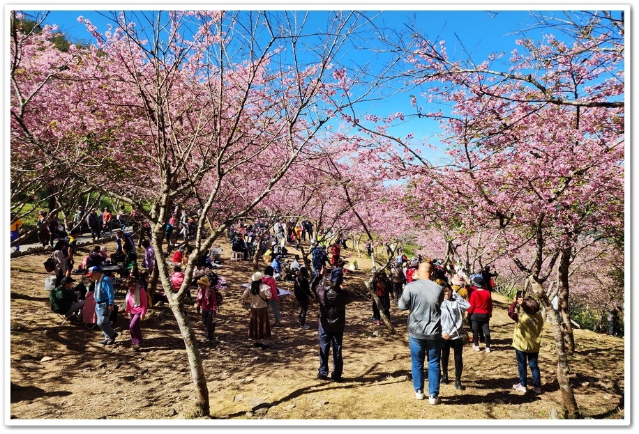 高雄桃源區《寶山二集團櫻花公園》2024櫻花季─粉色河津櫻有