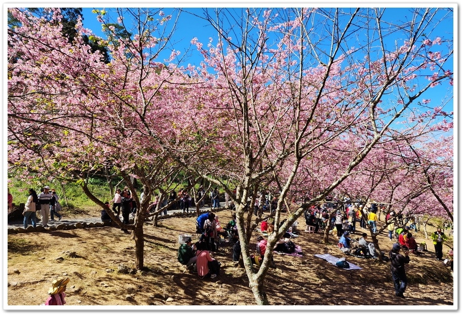 高雄桃源區《寶山二集團櫻花公園》2024櫻花季─粉色河津櫻有