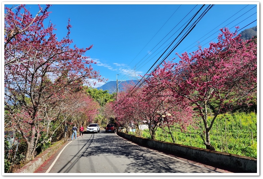 南投信義鄉《草坪頭玉山觀光茶園》2024紅色河津櫻、雪白李花