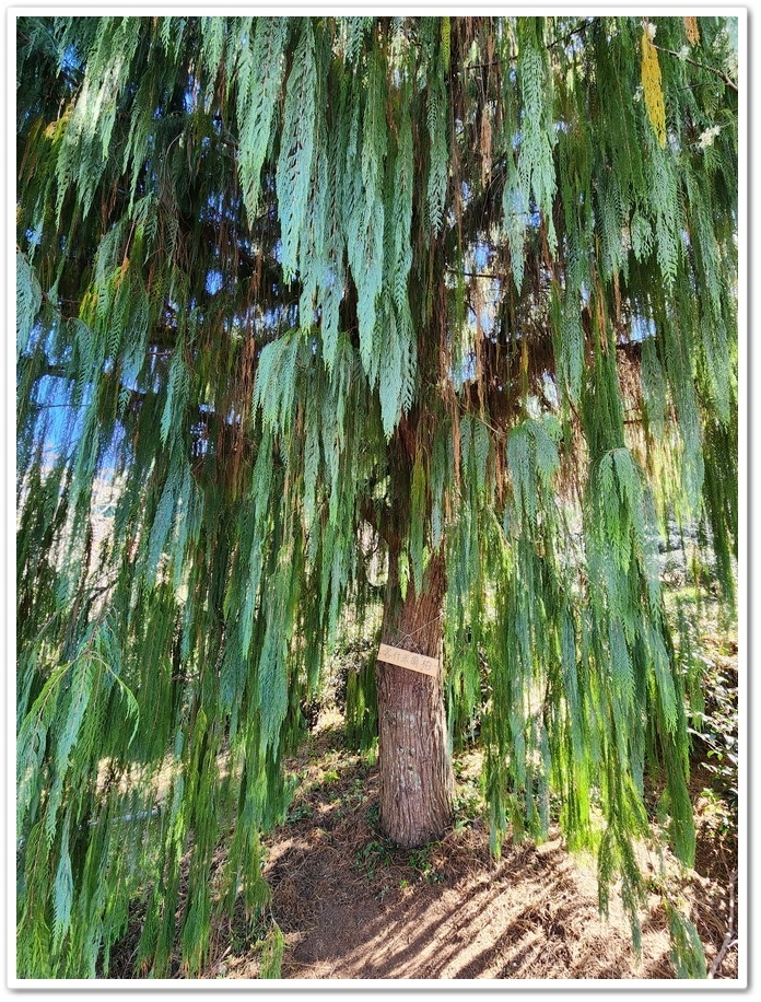 南投信義鄉《草坪頭玉山觀光茶園》2024紅色河津櫻、雪白李花