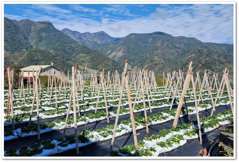 南投信義鄉《草坪頭玉山觀光茶園》2024紅色河津櫻、雪白李花