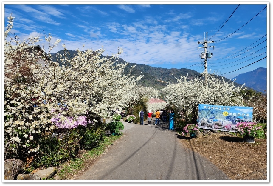 南投信義鄉《草坪頭玉山觀光茶園》2024紅色河津櫻、雪白李花