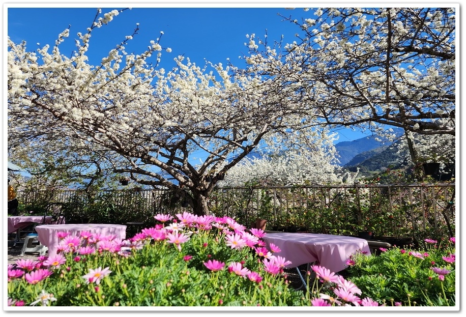 南投信義鄉《草坪頭玉山觀光茶園》2024紅色河津櫻、雪白李花