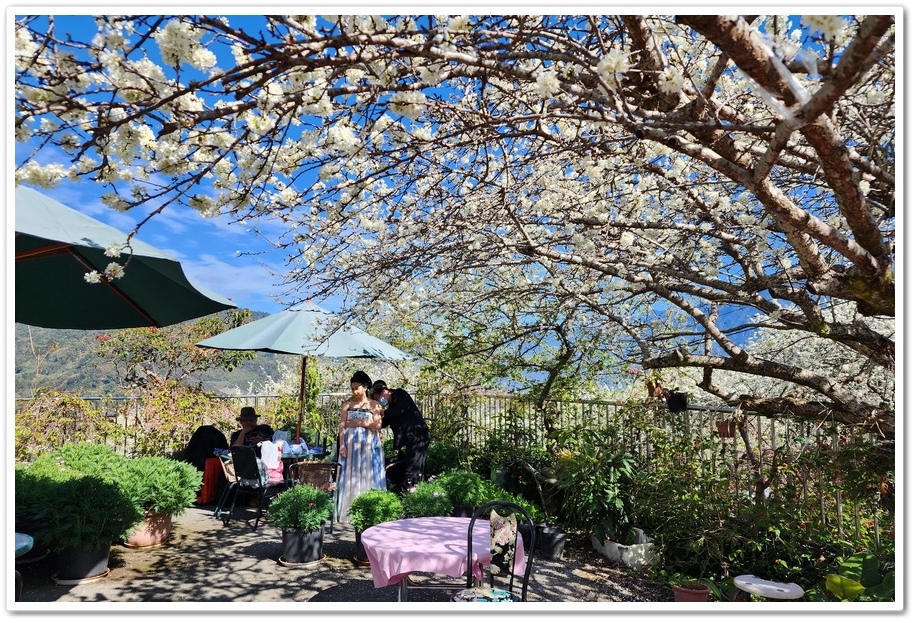 南投信義鄉《草坪頭玉山觀光茶園》2024紅色河津櫻、雪白李花