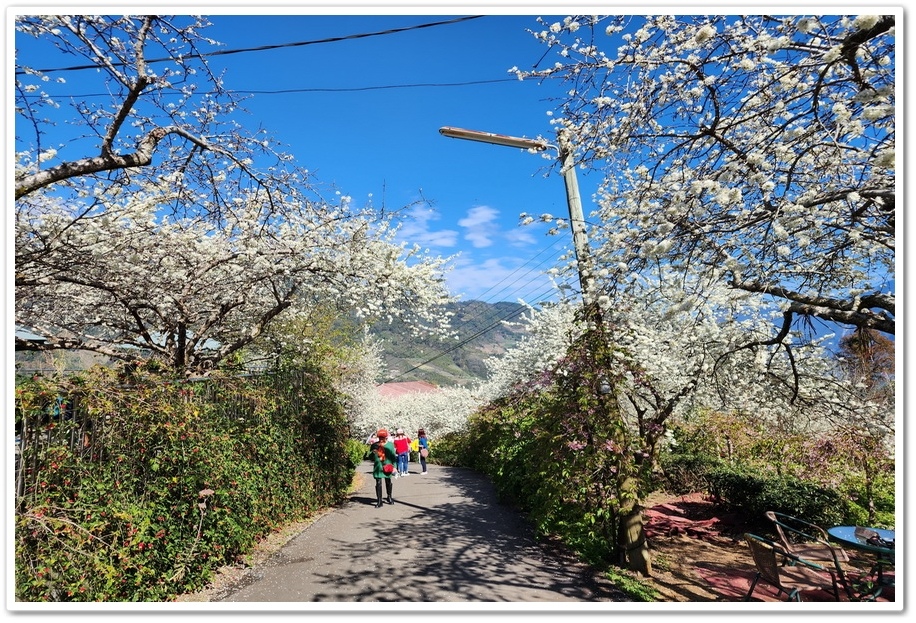 南投信義鄉《草坪頭玉山觀光茶園》2024紅色河津櫻、雪白李花