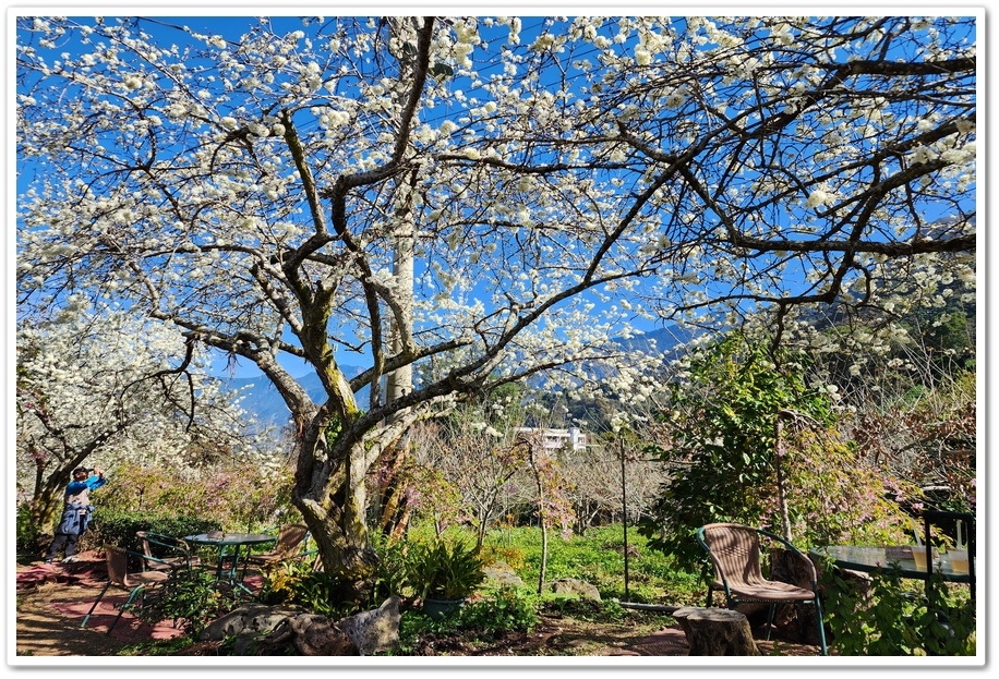 南投信義鄉《草坪頭玉山觀光茶園》2024紅色河津櫻、雪白李花