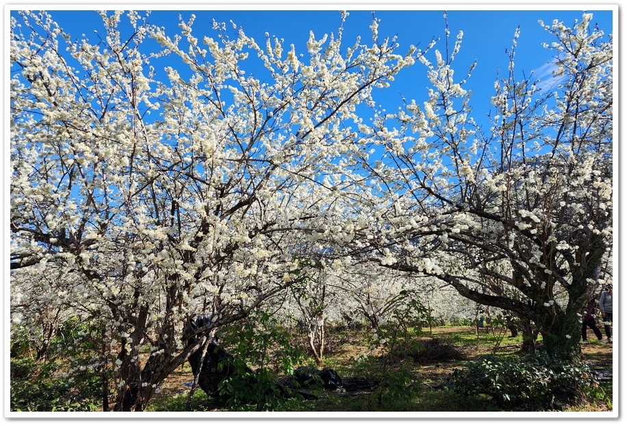 南投信義鄉《草坪頭玉山觀光茶園》2024紅色河津櫻、雪白李花