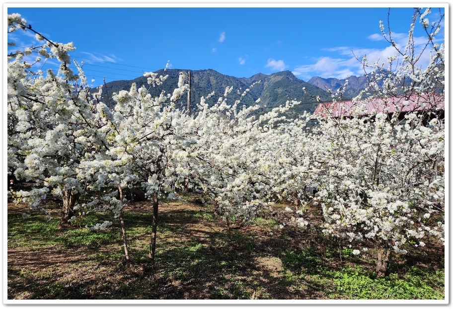 南投信義鄉《草坪頭玉山觀光茶園》2024紅色河津櫻、雪白李花