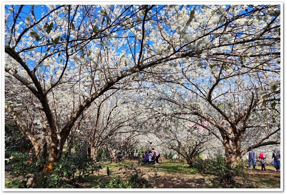 南投信義鄉《草坪頭玉山觀光茶園》2024紅色河津櫻、雪白李花