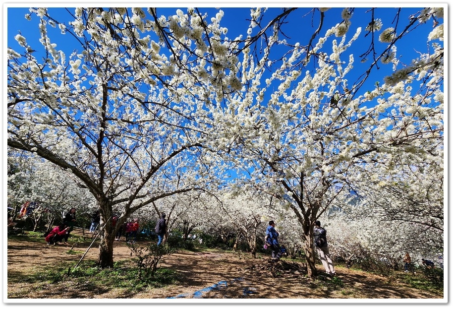 南投信義鄉《草坪頭玉山觀光茶園》2024紅色河津櫻、雪白李花