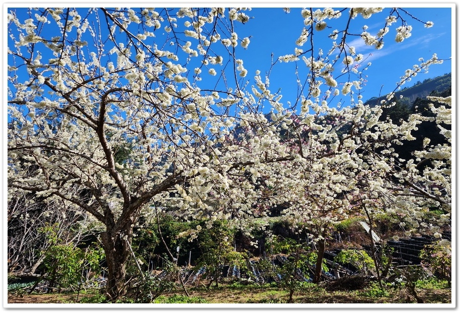 南投信義鄉《草坪頭玉山觀光茶園》2024紅色河津櫻、雪白李花