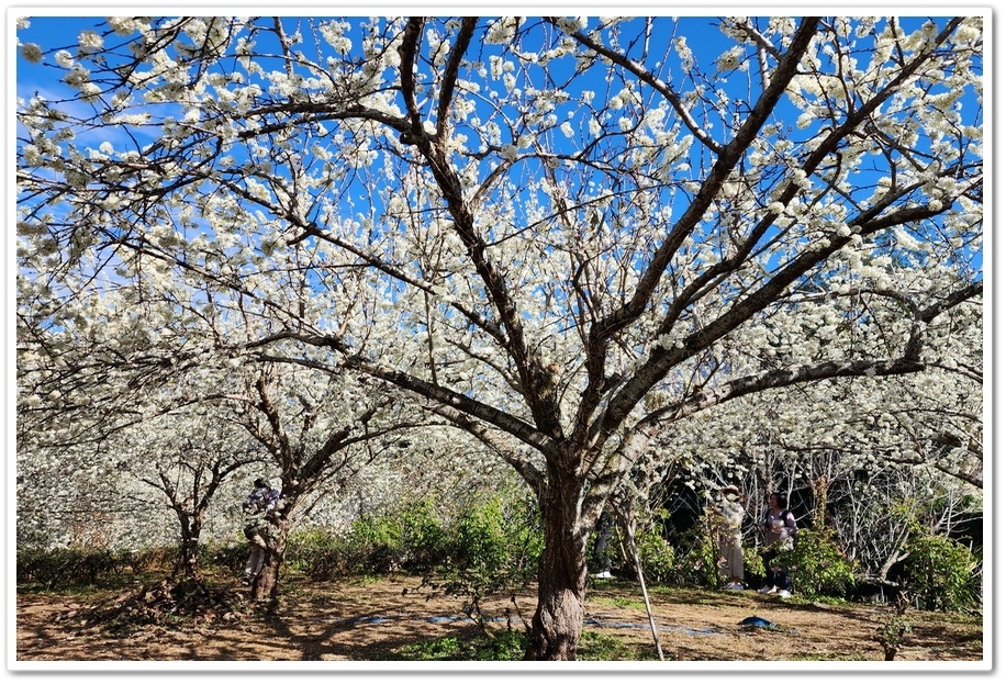 南投信義鄉《草坪頭玉山觀光茶園》2024紅色河津櫻、雪白李花