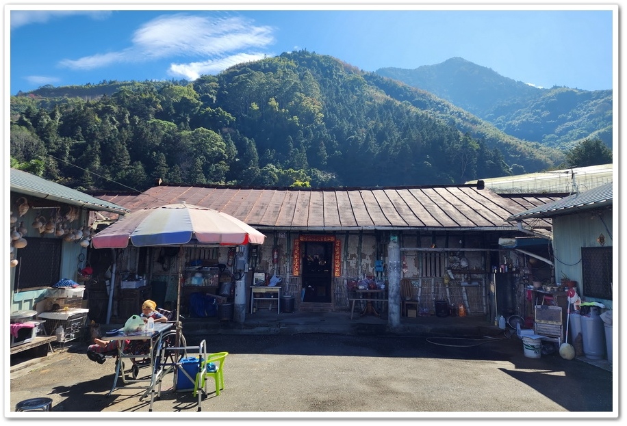 南投信義鄉《草坪頭玉山觀光茶園》2024紅色河津櫻、雪白李花